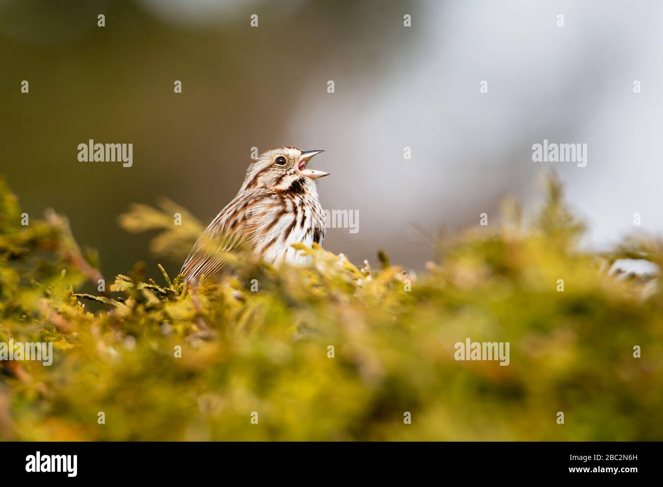 Song sparrow singing in the springtime morning Stock Photo