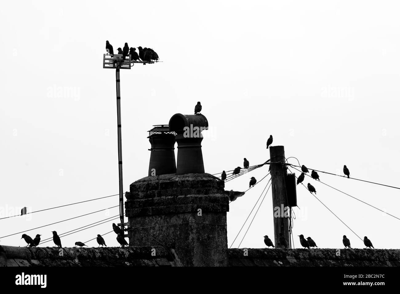 Black and white load of birds stand on the house roof Stock Photo