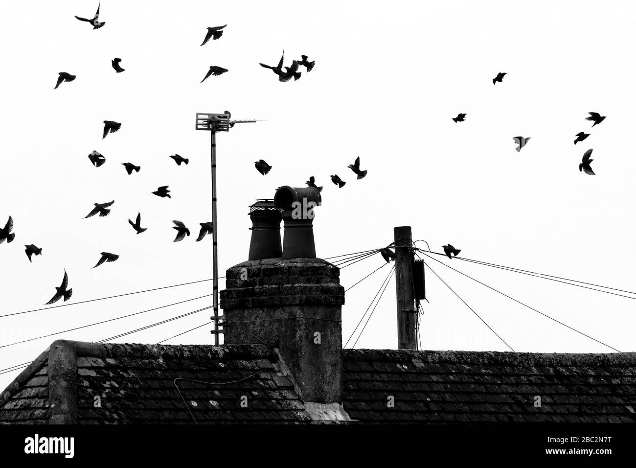 Black and white load of birds flying Stock Photo