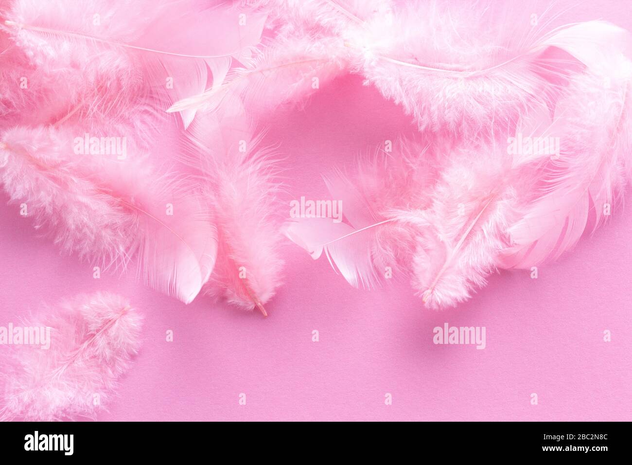 Soft, fluffy coral pink feathers on pastel rose background. Minimalism style. Vintage trend. Feather texture background. Soft and gentle pink feathers Stock Photo
