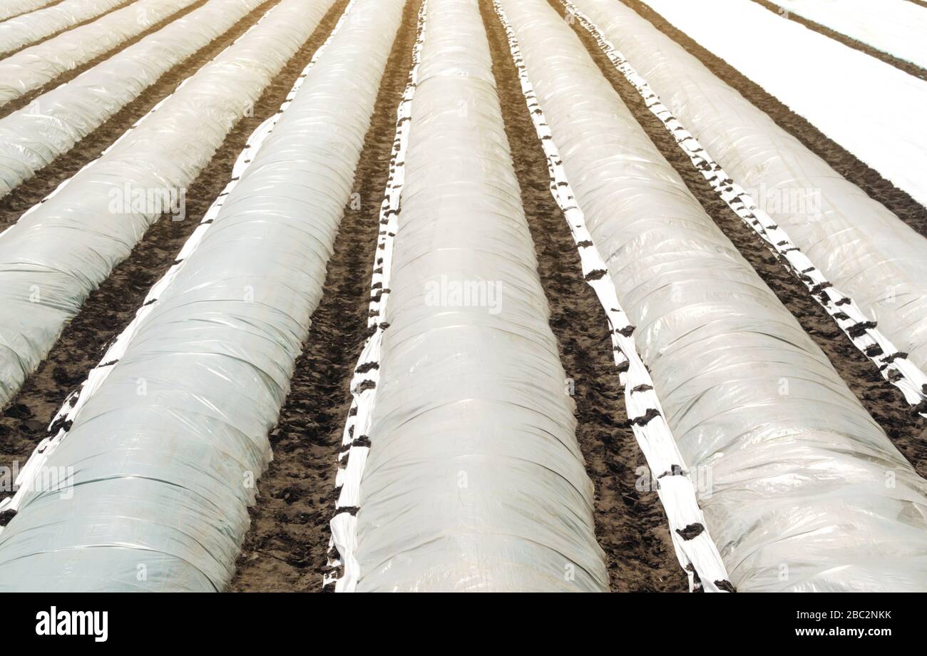 Straight rows of greenhouses on a field. Agricultural spunbond agrofibre. Controlled conditions for early sowing and rapid fast stimulation plant grow Stock Photo