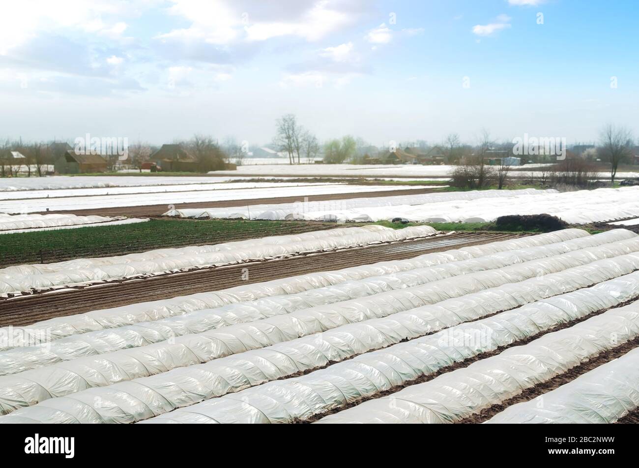 Farm agricultural fields covered with white spunbond agrofibre. Increased plant survival crop. Greenhouses plantations. Artificial extension of the fa Stock Photo
