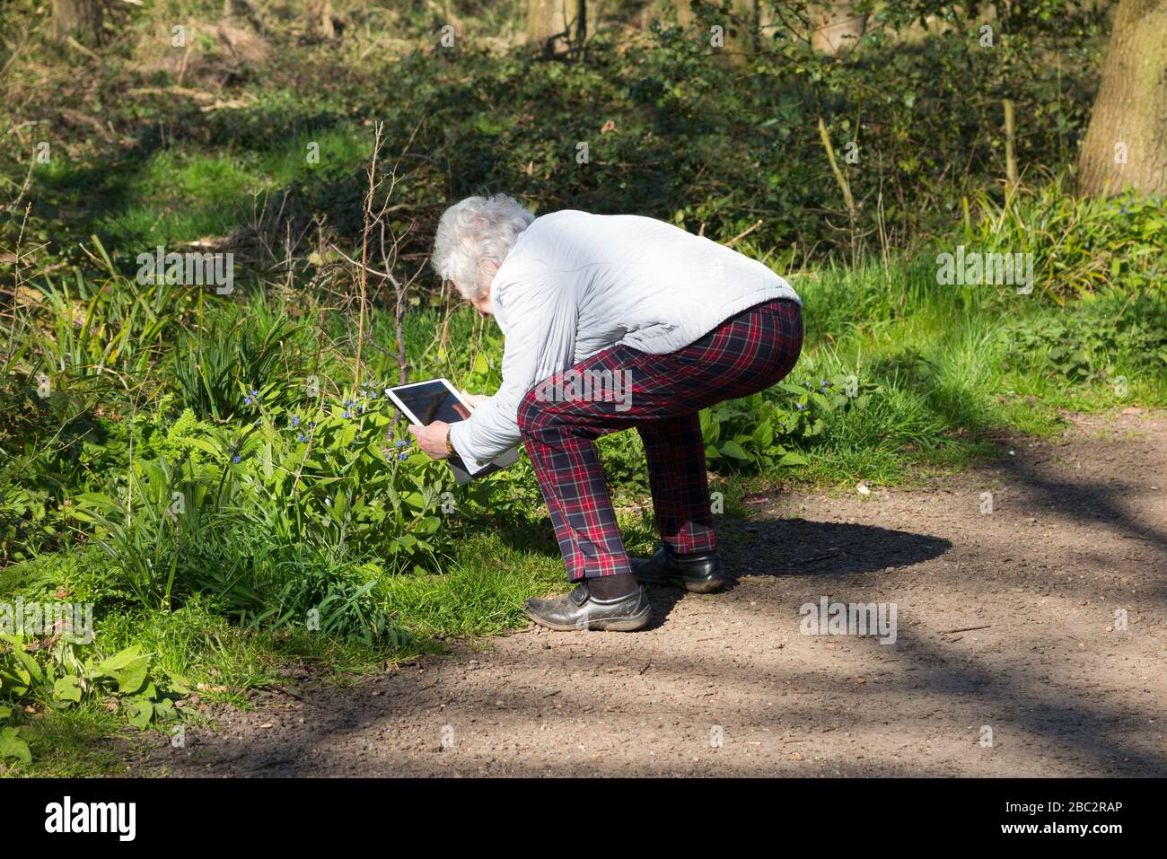 A fit and active senior citizen, old age pensioner, old aged pensioner, crouches low to take a photograph of flowers and leaves with her iPad tablet computer. Surrey, England. UK (116) Stock Photo