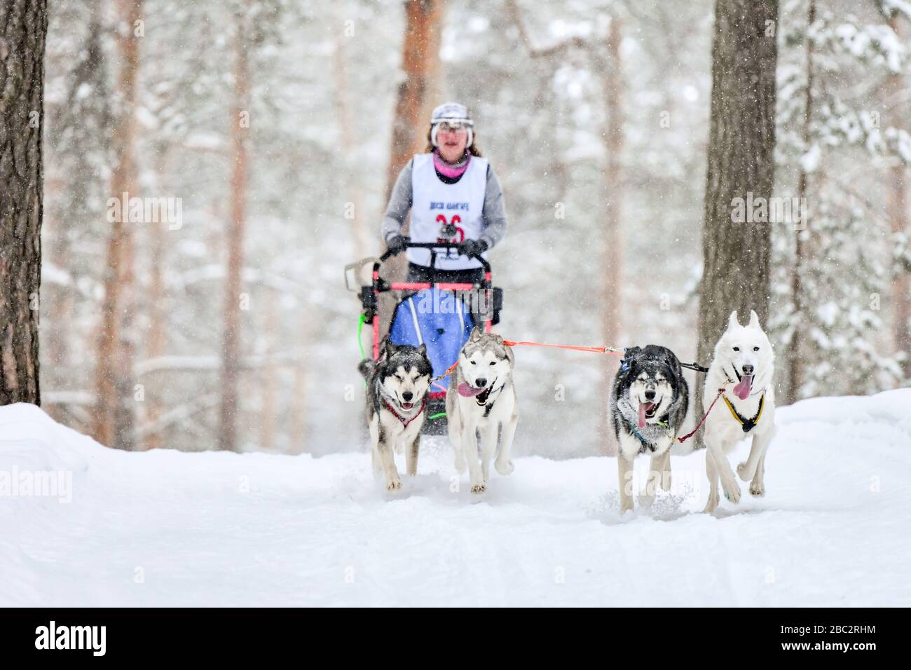 Sled dog racing. Husky sled dogs pull a sled with dog musher. Winter ...