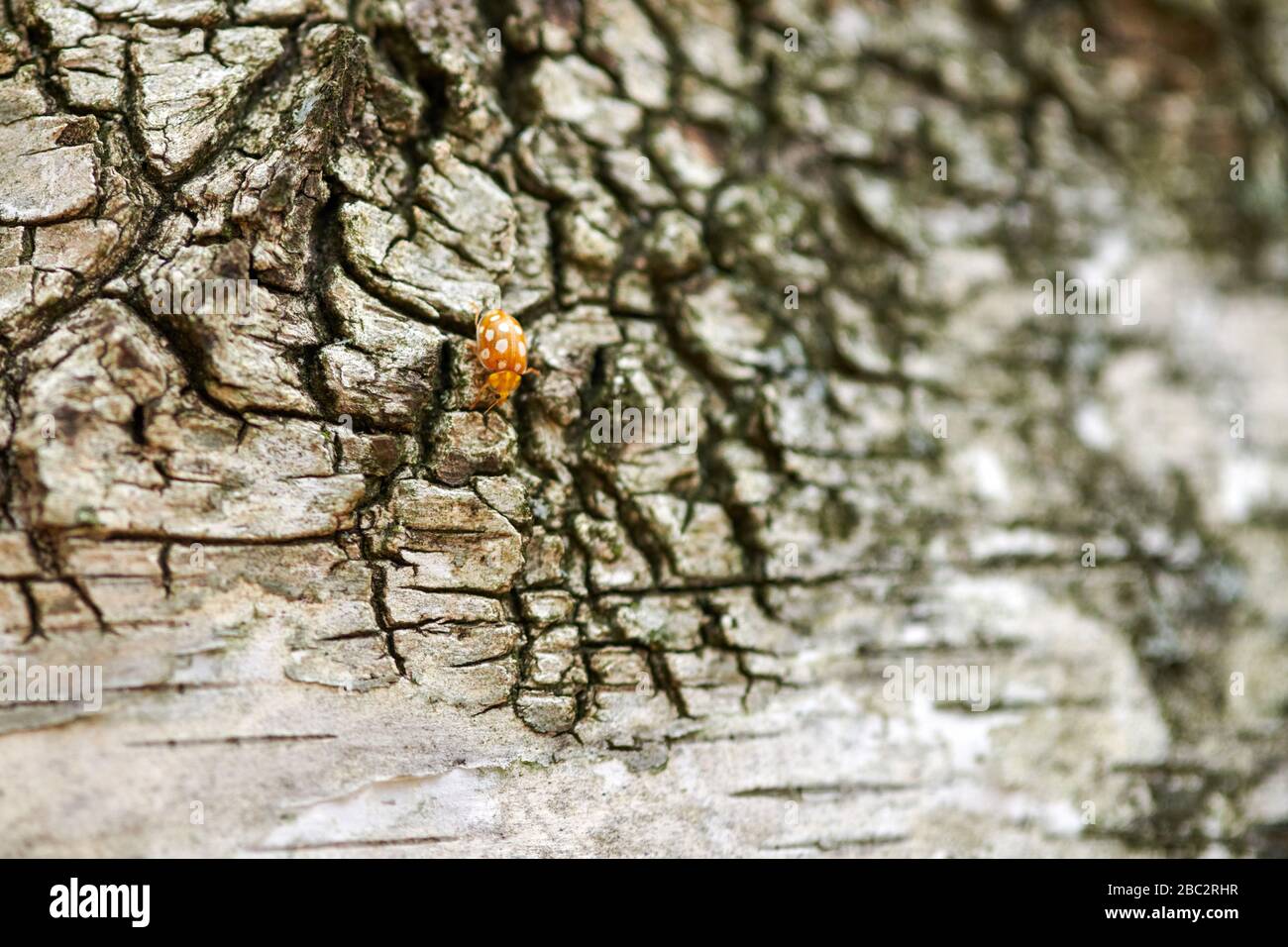 Yellow ladybug on birch tree. Little ladybird beetle, coccinellidae. Lady beetle creeping on a tree trunk in birch forest Stock Photo