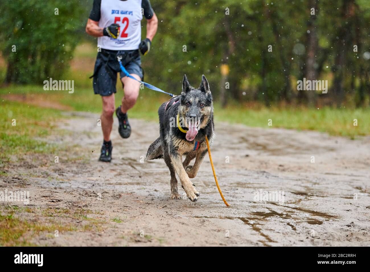 german shepherd sled dog