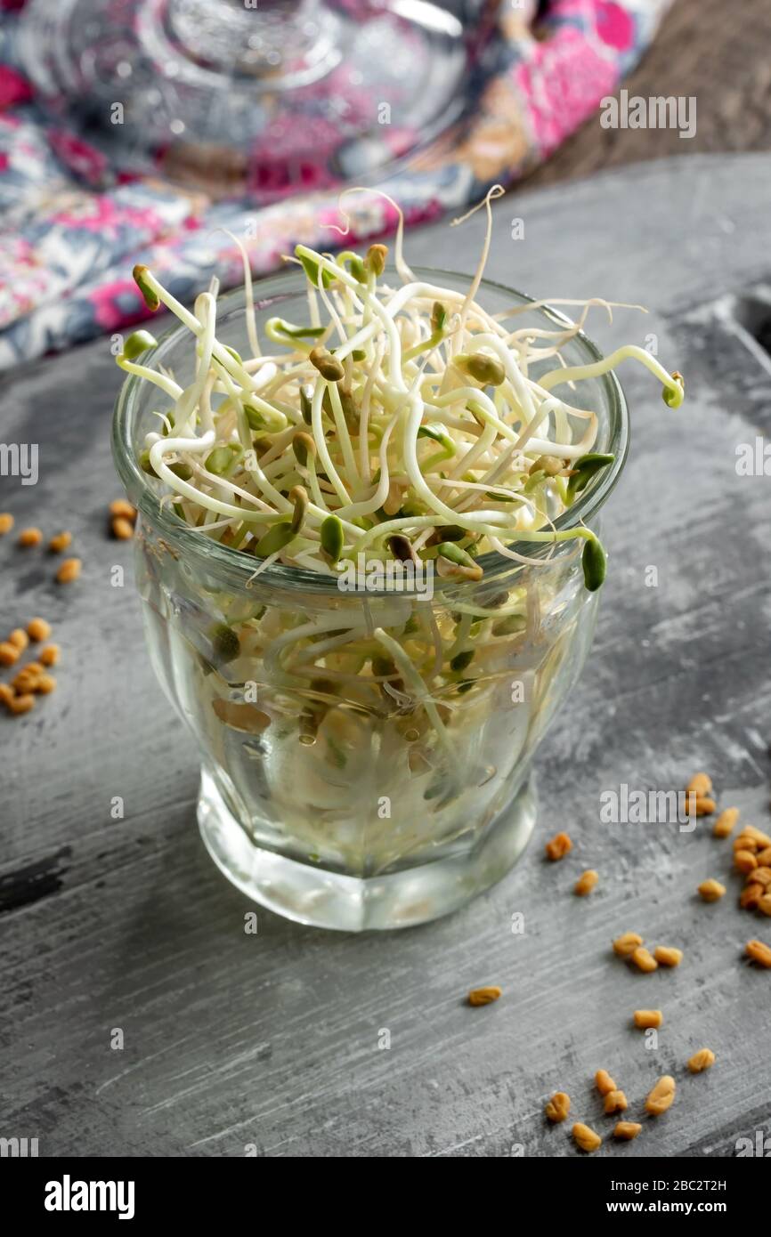 Fresh fenugreek sprouts and dry seeds Stock Photo