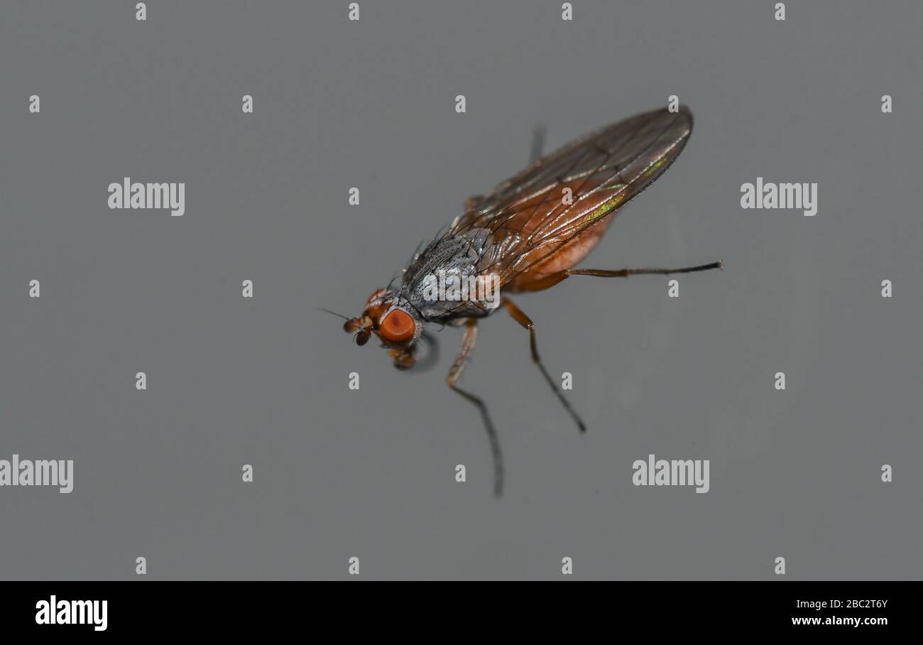 fly with water drop in the mouth Stock Photo Alamy