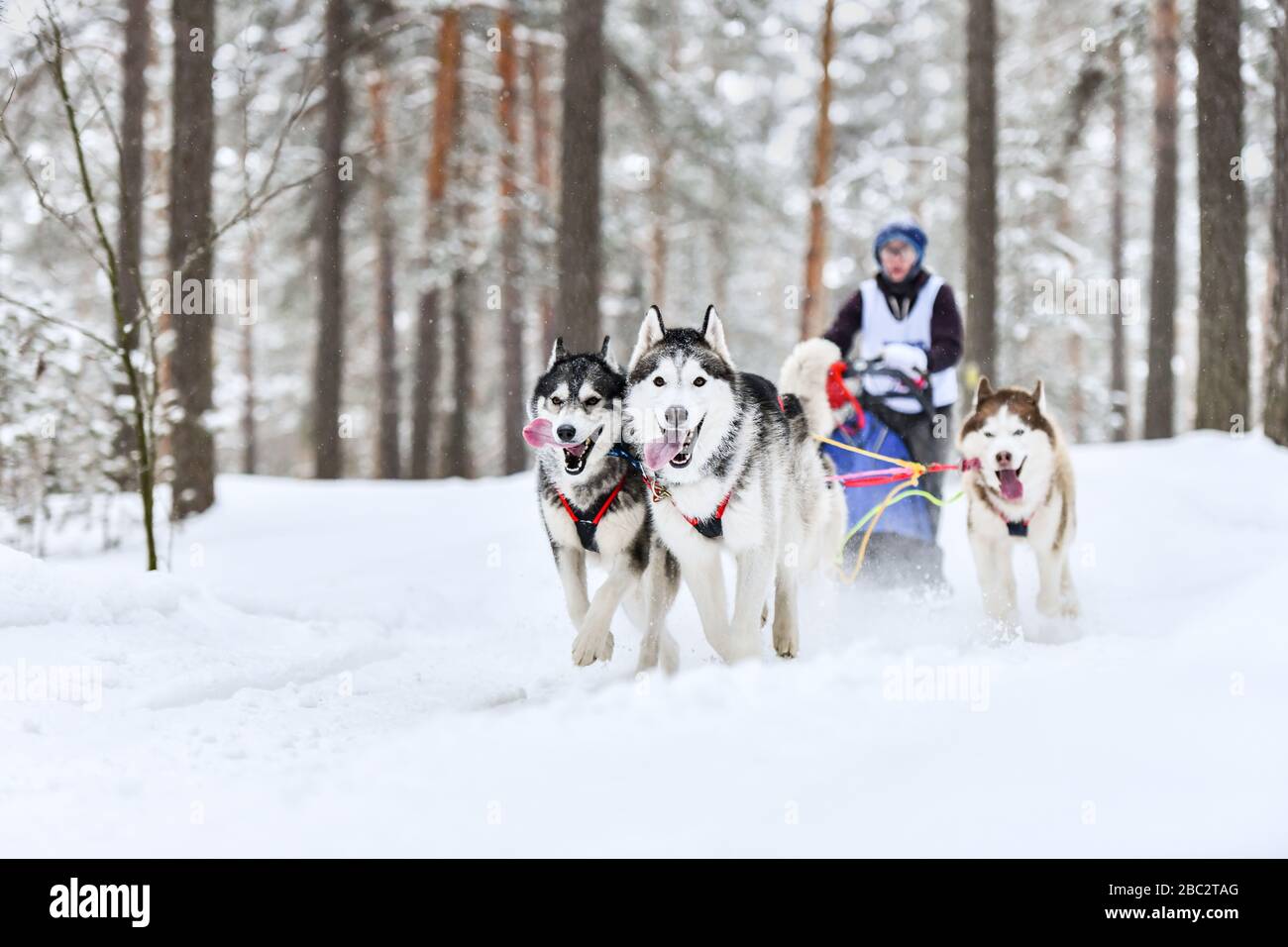 Sled dog racing. Husky sled dogs pull a sled with dog musher. Winter ...