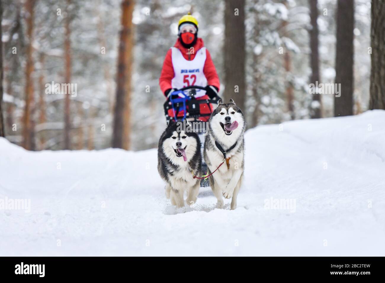 Sled dog racing. Husky sled dogs pull a sled with dog musher. Winter ...