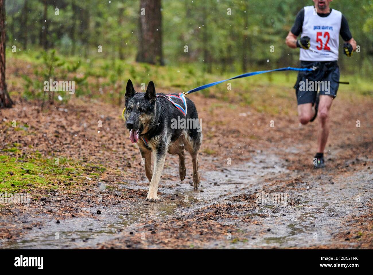 Canicross dog mushing race. German Shepherd sled dog attached to runner ...