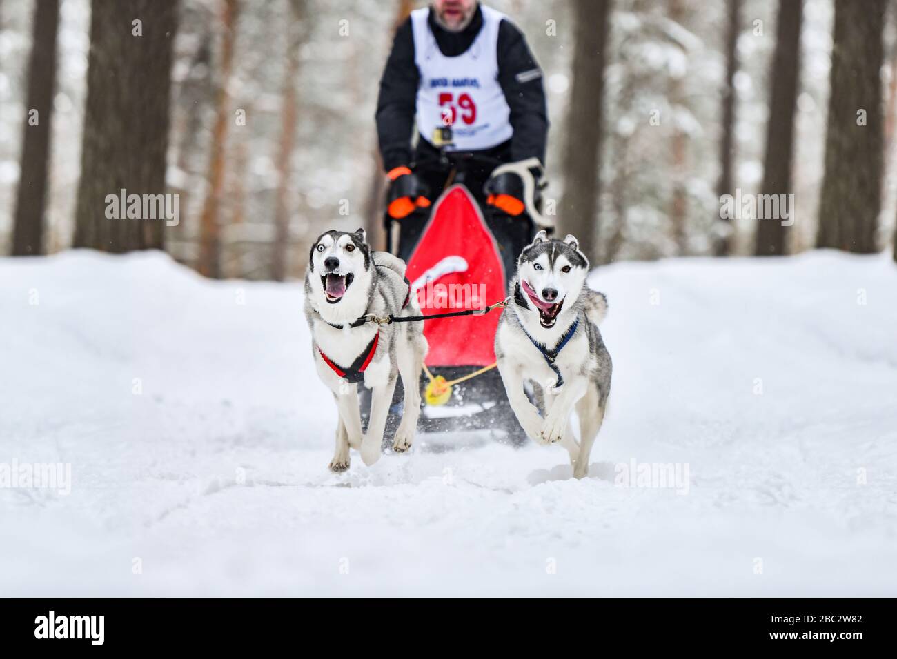 Sled dog racing. Husky sled dogs pull a sled with dog musher. Winter ...