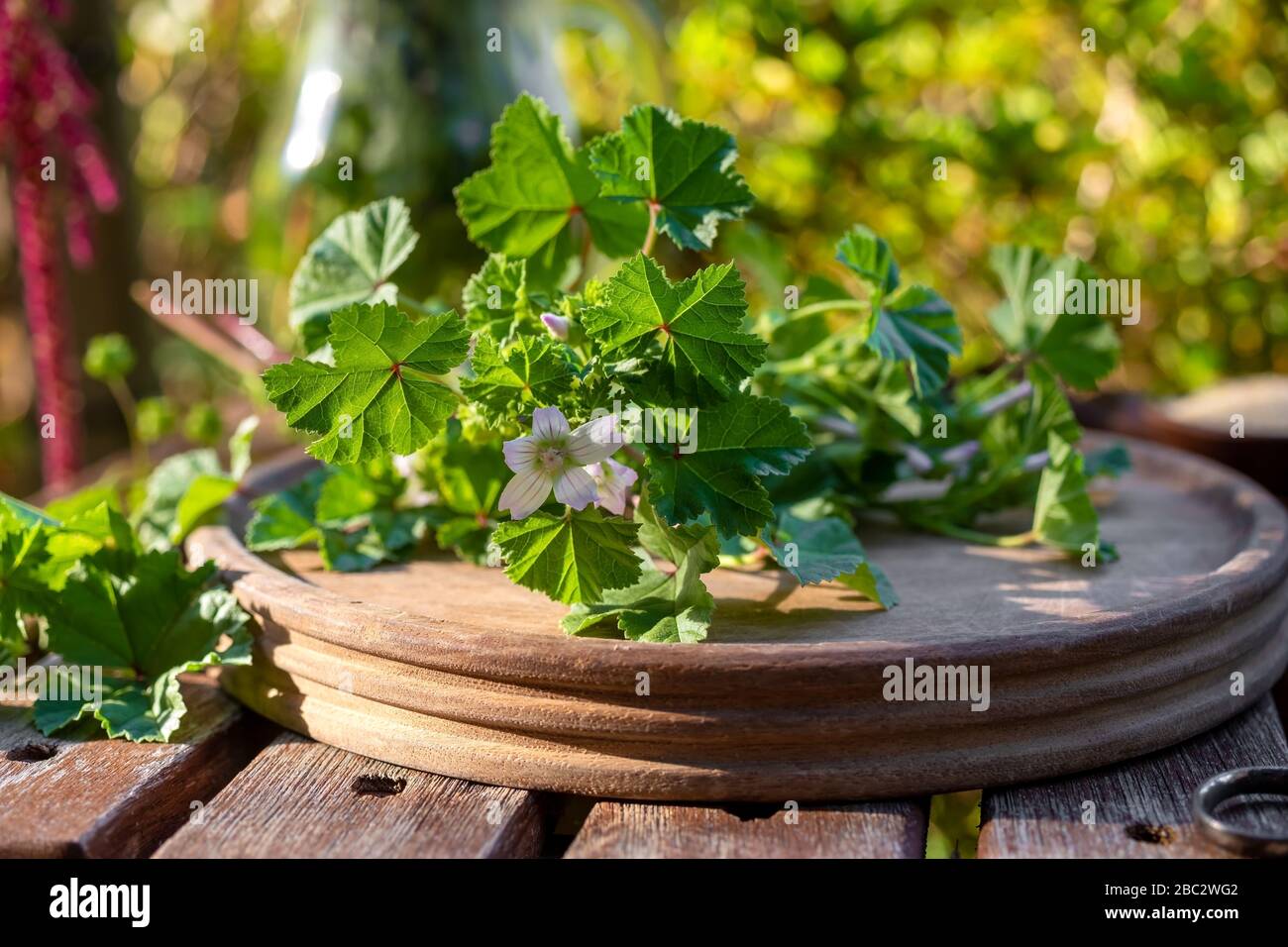 Fresh common mallow or Malva neglecta plant on a cutting board, outdoors Stock Photo