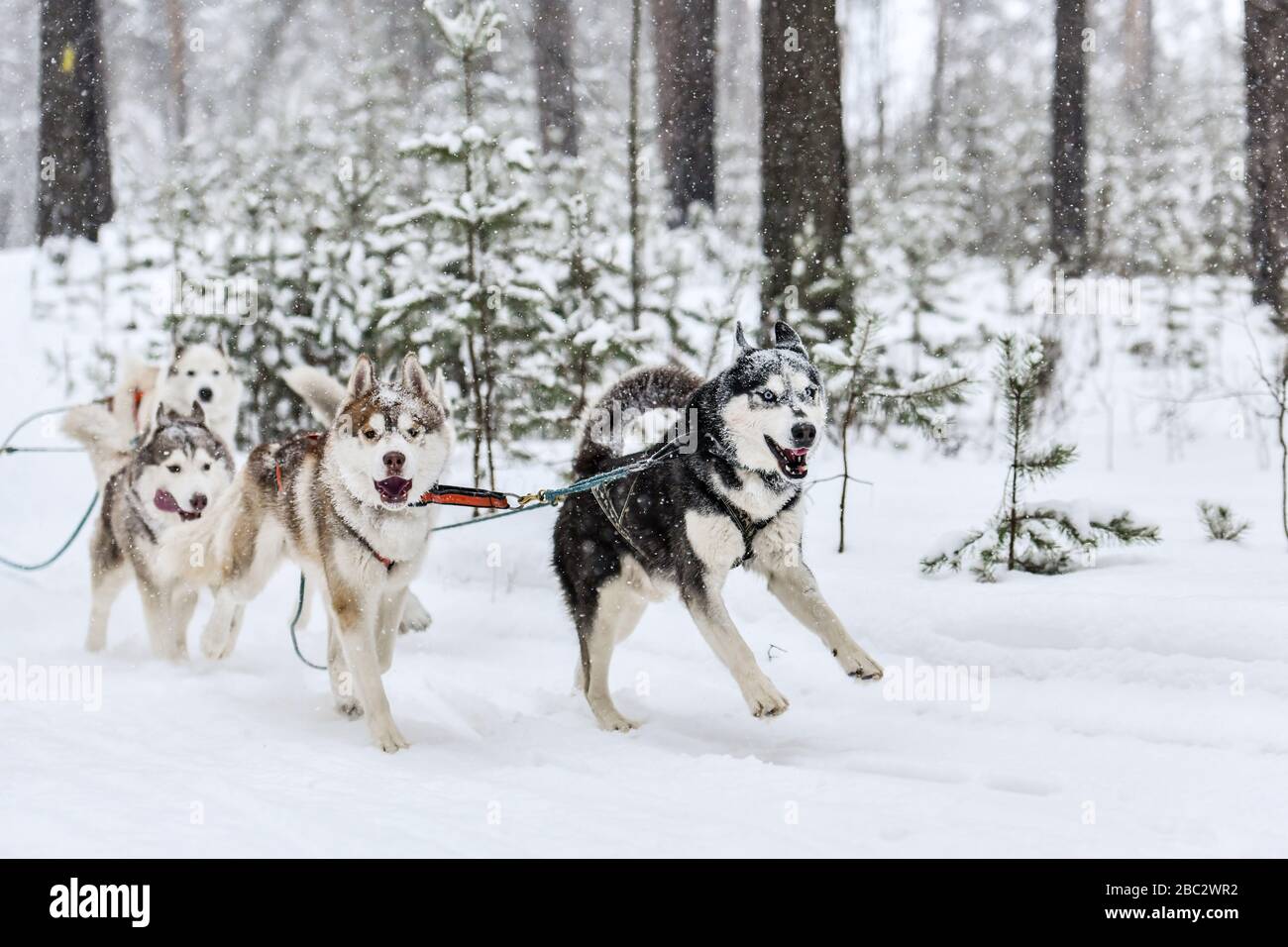 Siberian husky sled dogs team in harness run and pull dog driver ...