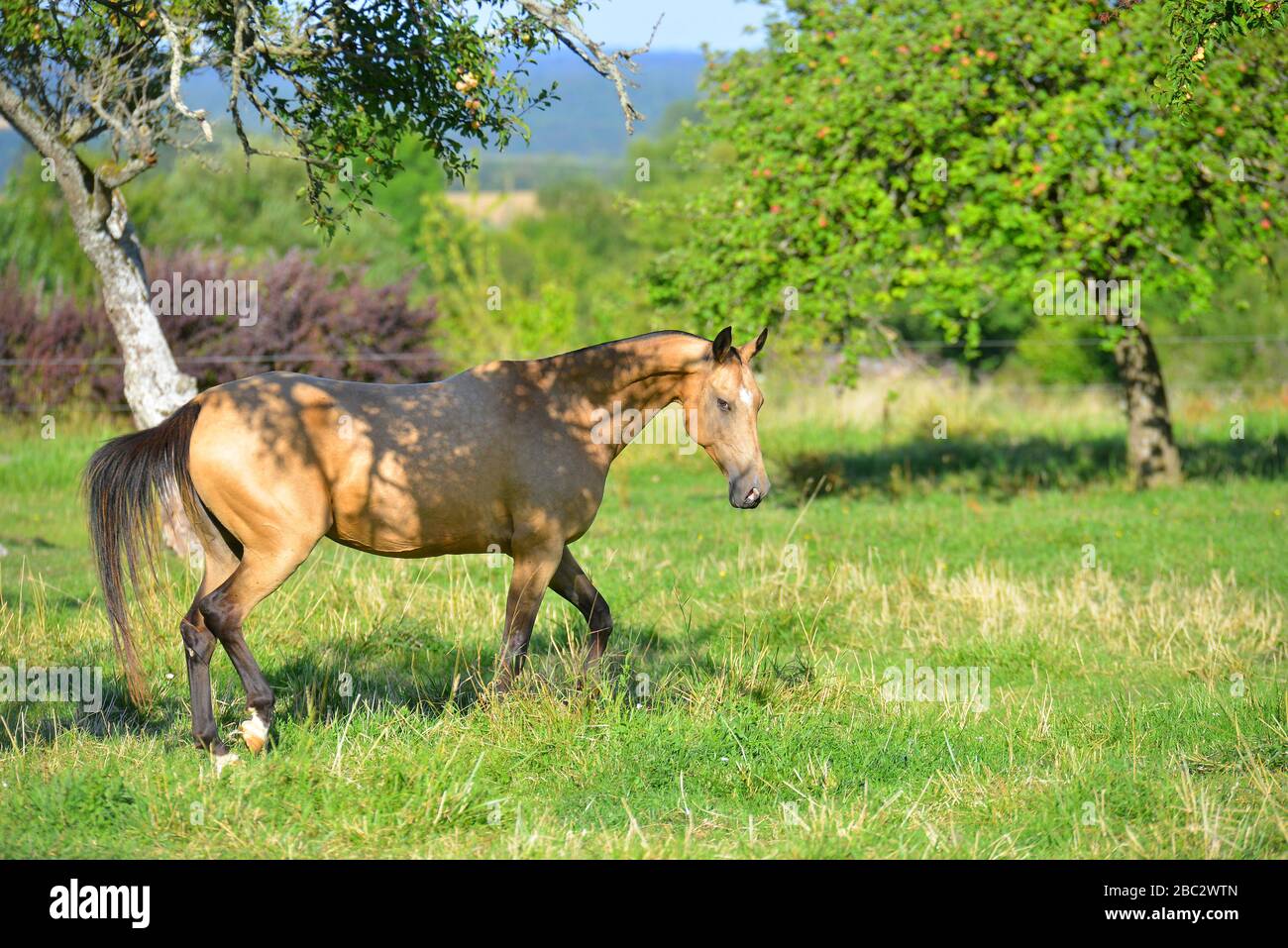 Akhal Teke horse in the summer paddock between apple trees. Horizontal, side view, in motion. Stock Photo