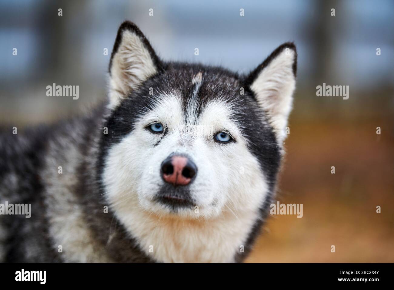 Husky dog outdoor portrait. Funny pet on walking before sled dog racing. Stock Photo