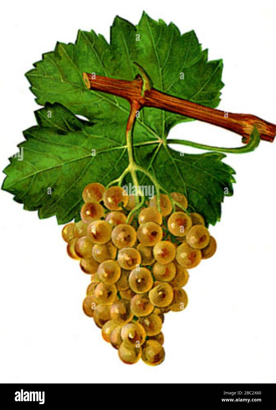 Semillon hi-res stock photography and images - Alamy