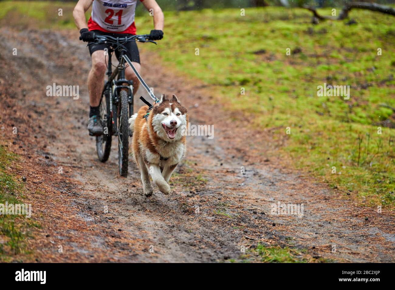 Bikejoring sled dog mushing race. Husky sled dogs pull a bike with dog