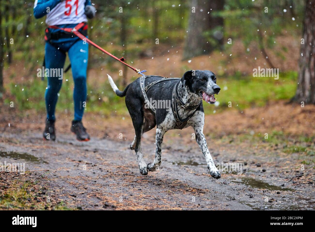Canicross dog mushing race. Pointer sled dog attached to runner. Autumn competition Stock Photo