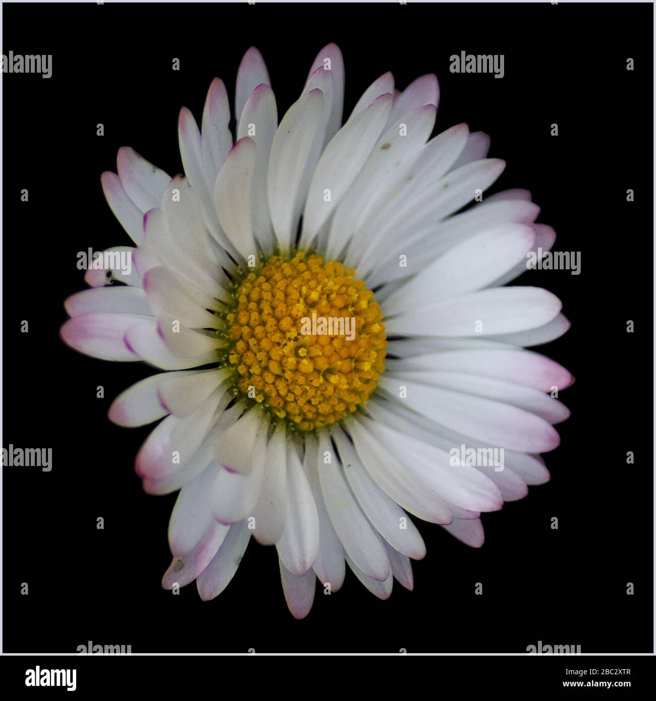 common daisy close up on black background Stock Photo