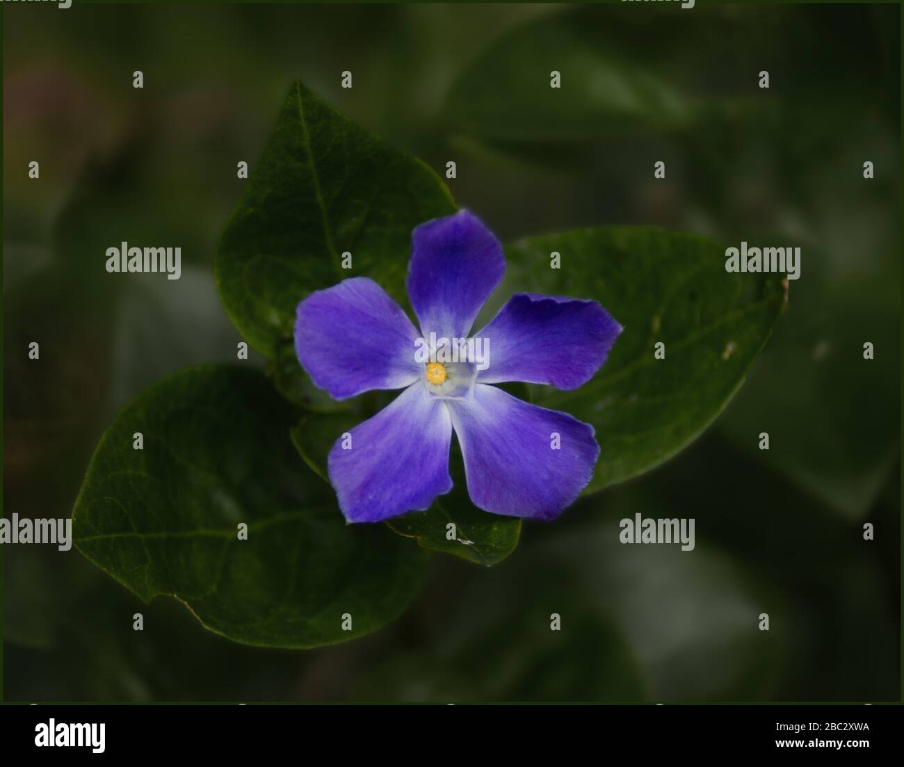small purple single flower with green leaves periwinkle Stock Photo