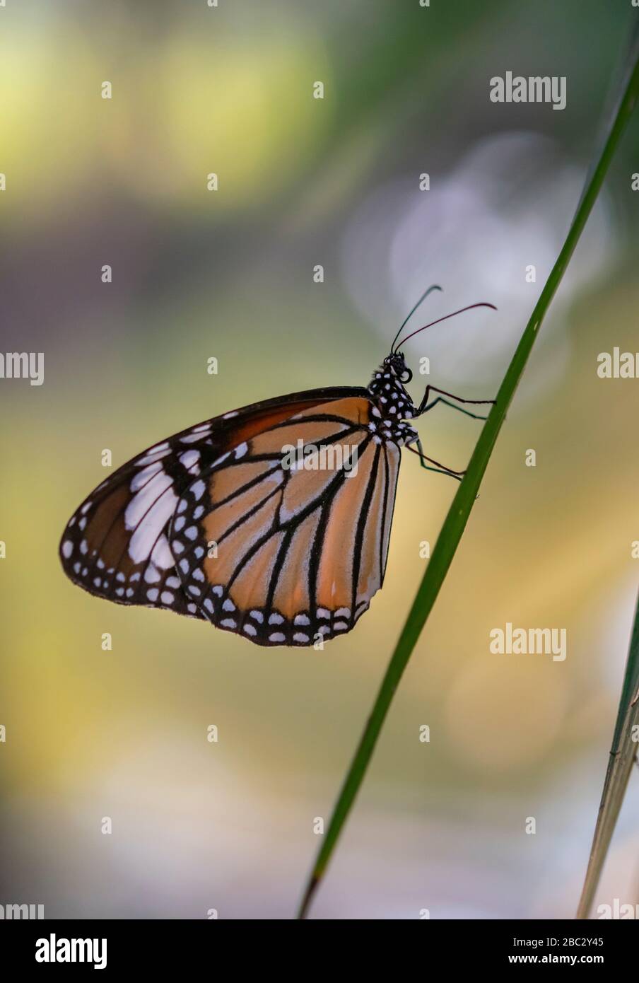 striped tiger Butterfly on grass stem, underside of wing Stock Photo