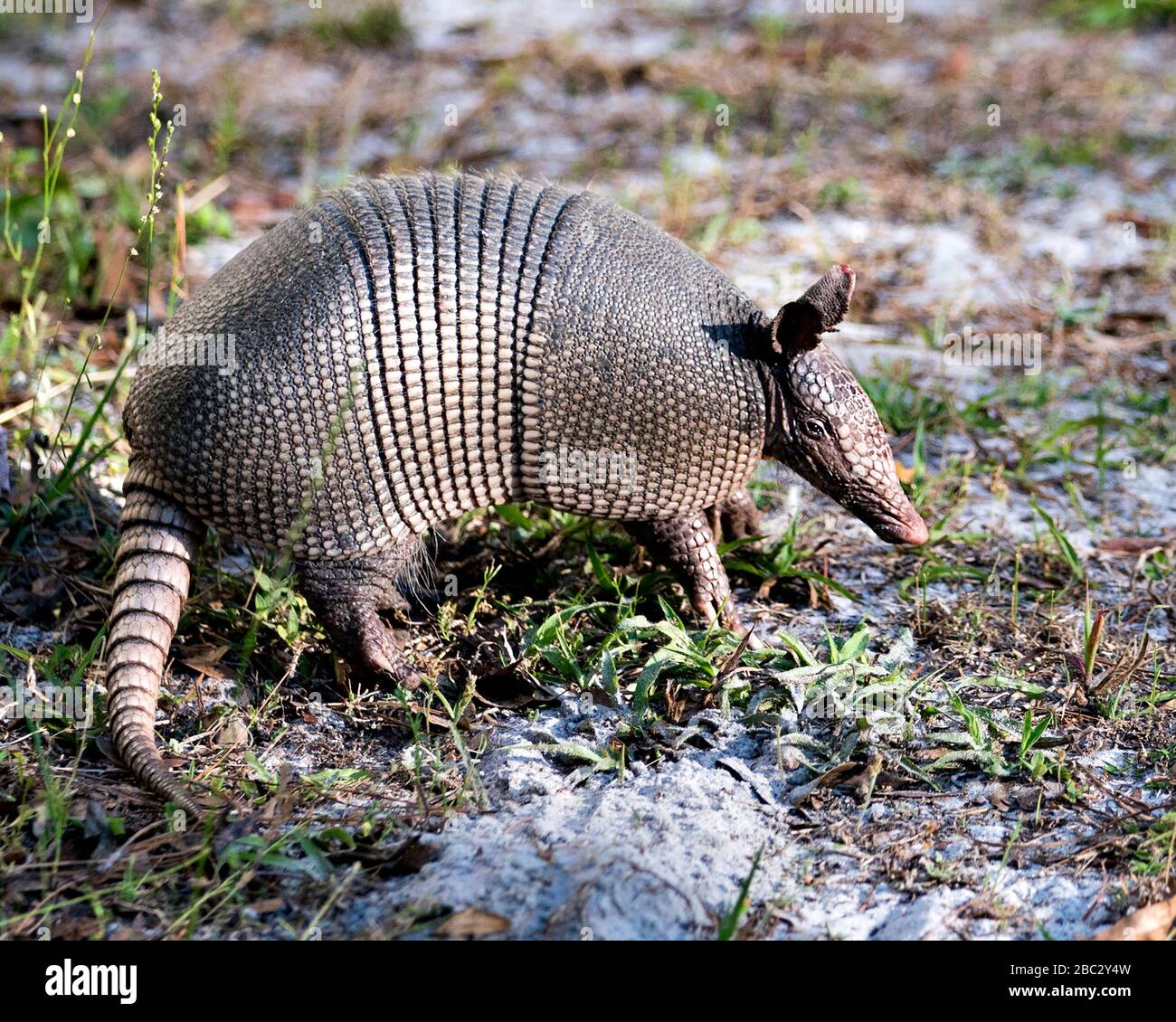 Armadillo animal close-up profile view in the field enjoying its surrounding and environment while exposing its body, head, eyes, ears, tail Stock Photo
