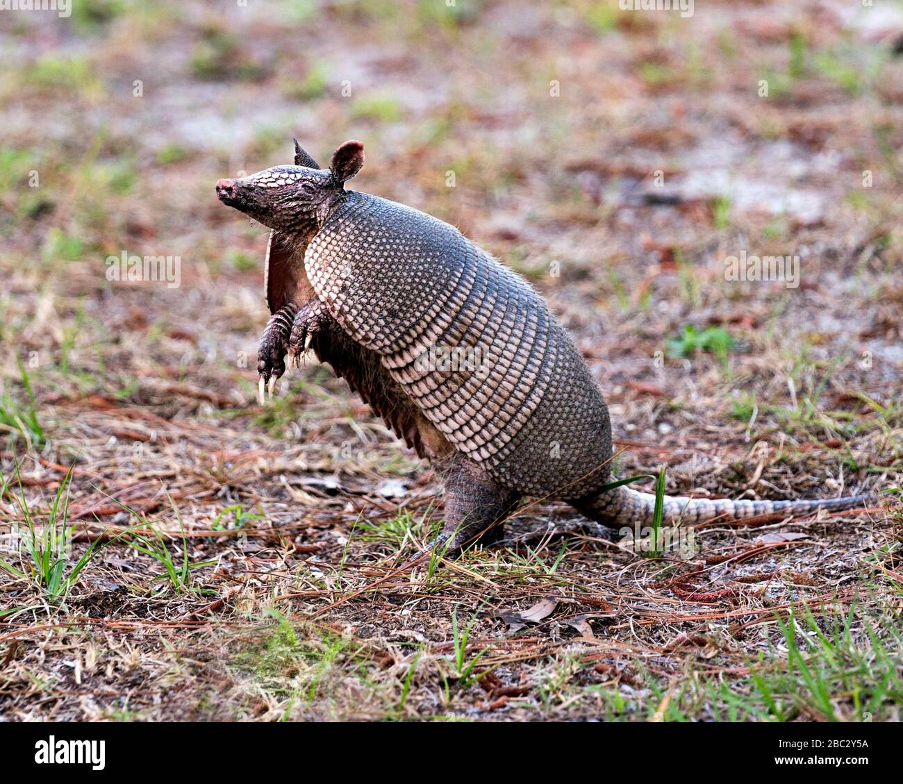 Armadillo animal close-up profile view in the field enjoying its surrounding and environment while exposing its body, head, eyes, ears, tail Stock Photo