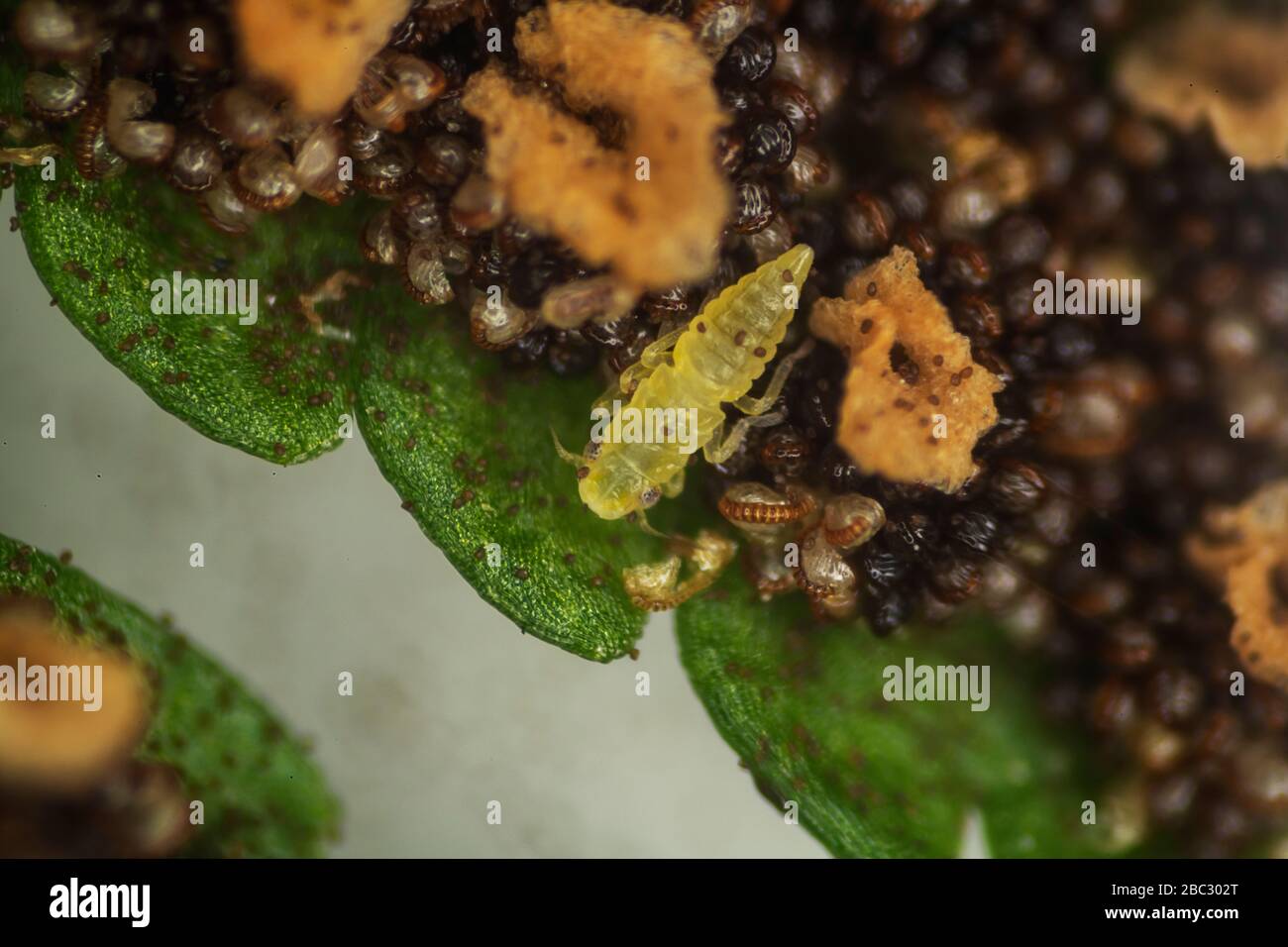 Aphid, greenfly on underside of fern leaf Stock Photo