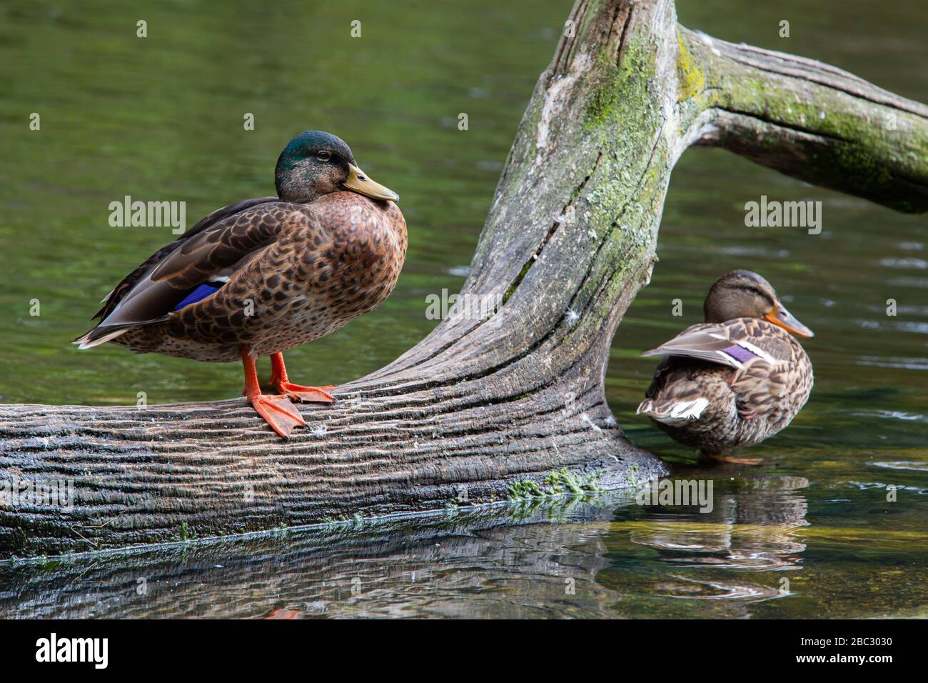 Female Mallards [ Anas platyrhynchos ] resting on fallen tree in pond Stock Photo