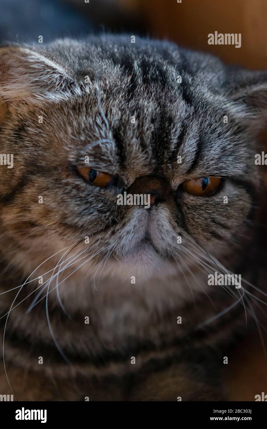 Cat, grumpy cat face close up, tabby cat Stock Photo