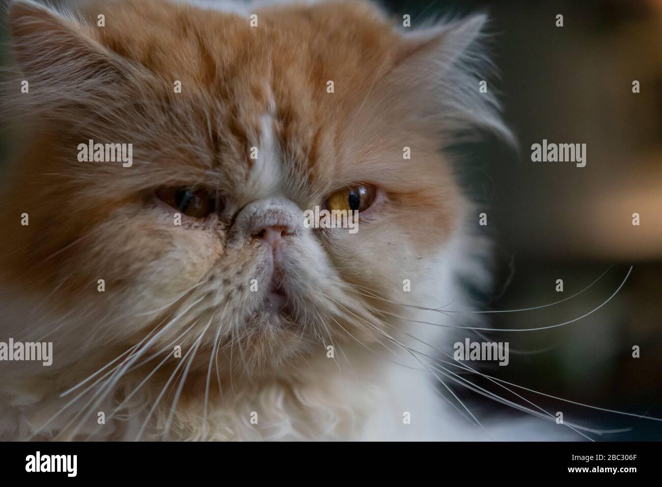 Cat, grumpy cat face close up, ginger Stock Photo