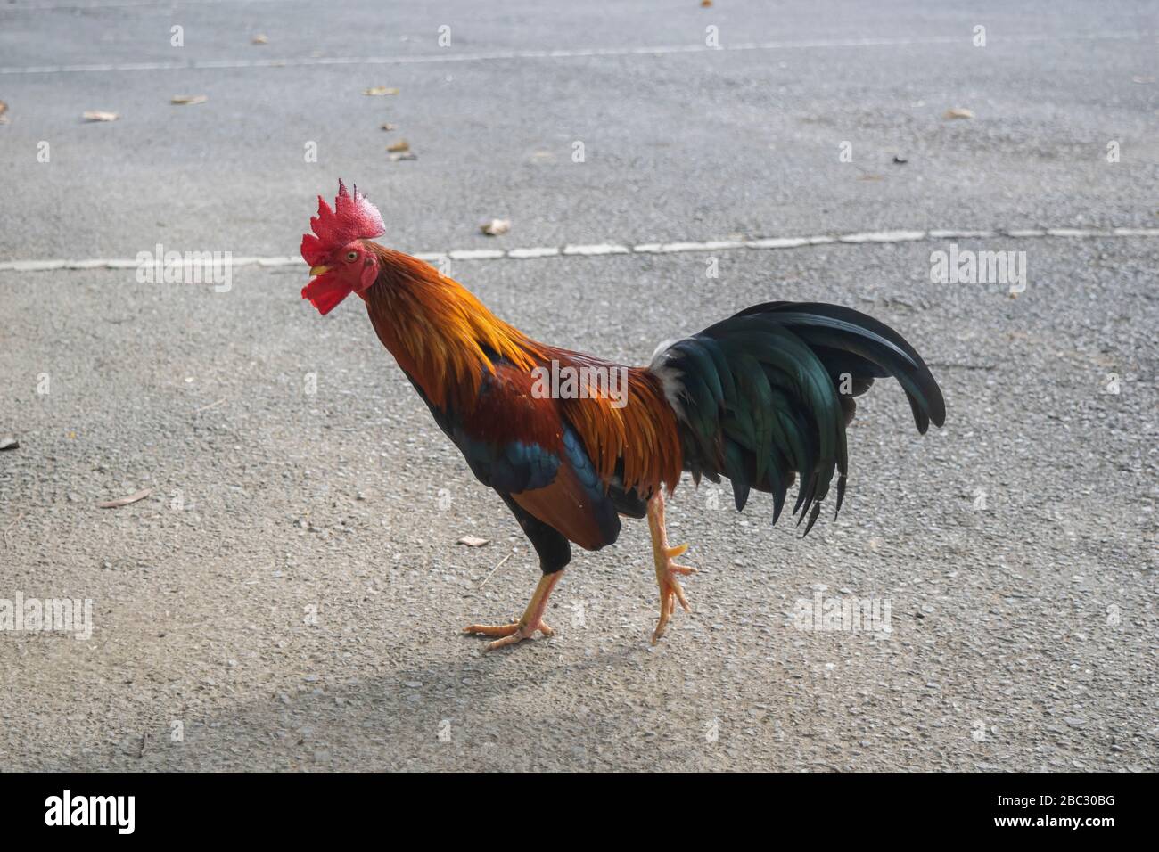 Chicken Stock Photo