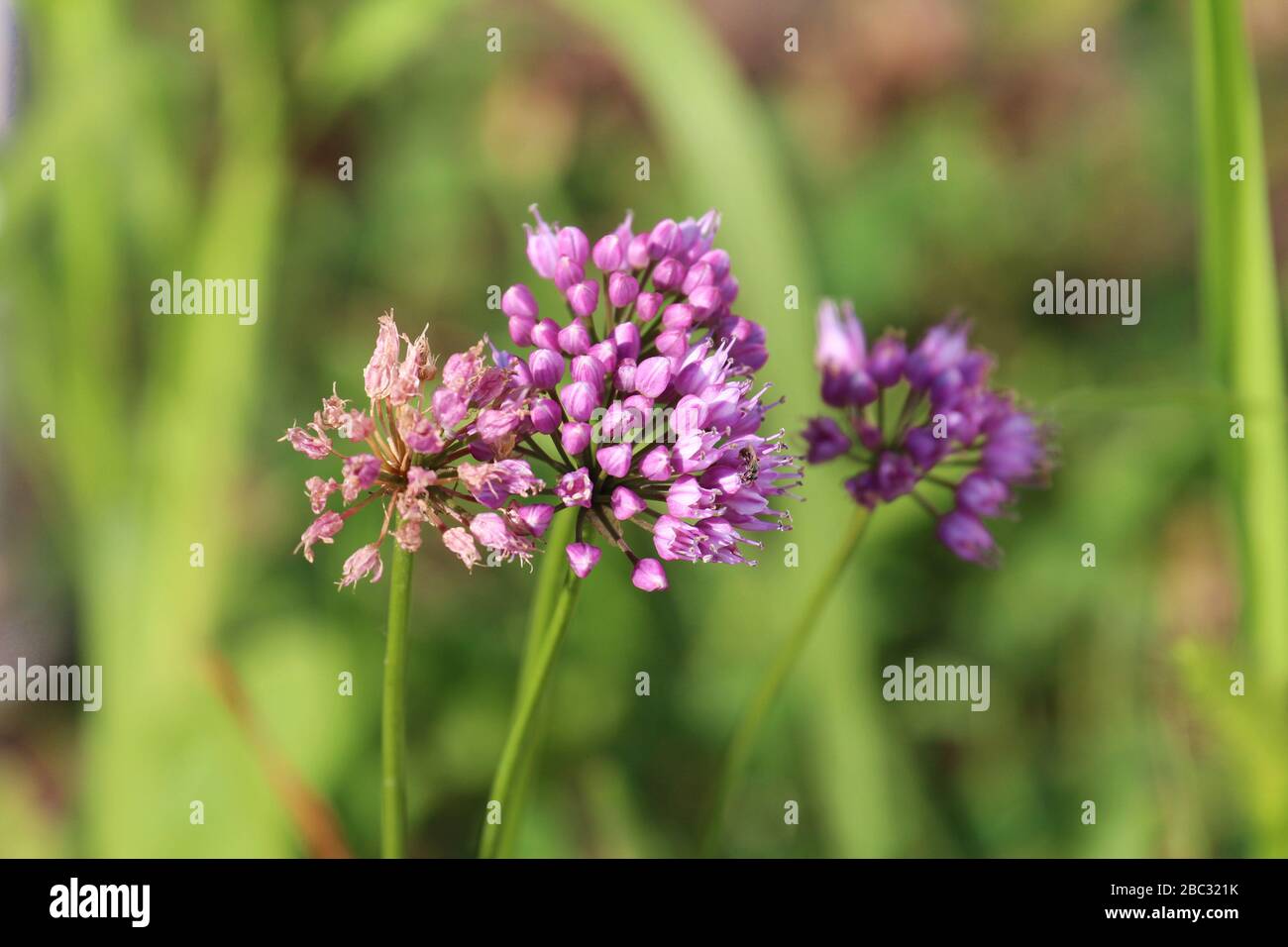 Close up of flower heads of Allium Millenium with buds, blooms and spent flowers Stock Photo