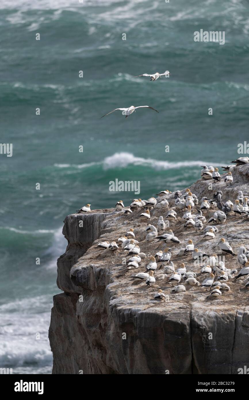 many nests of australasian gannet birds packed at the Muriwai gannet colony along the North Island coastline, New Zealand Stock Photo