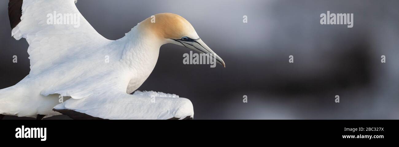 intimate close-up with a Australasian gannet in flight, showing it’s top plumage feathers, Muriwai beach in New Zealand Stock Photo