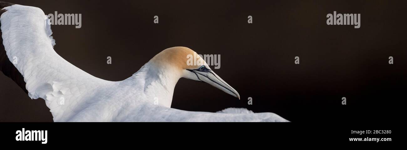intimate close-up with a Australasian gannet in flight, showing it’s top plumage feathers, Muriwai beach in New Zealand Stock Photo