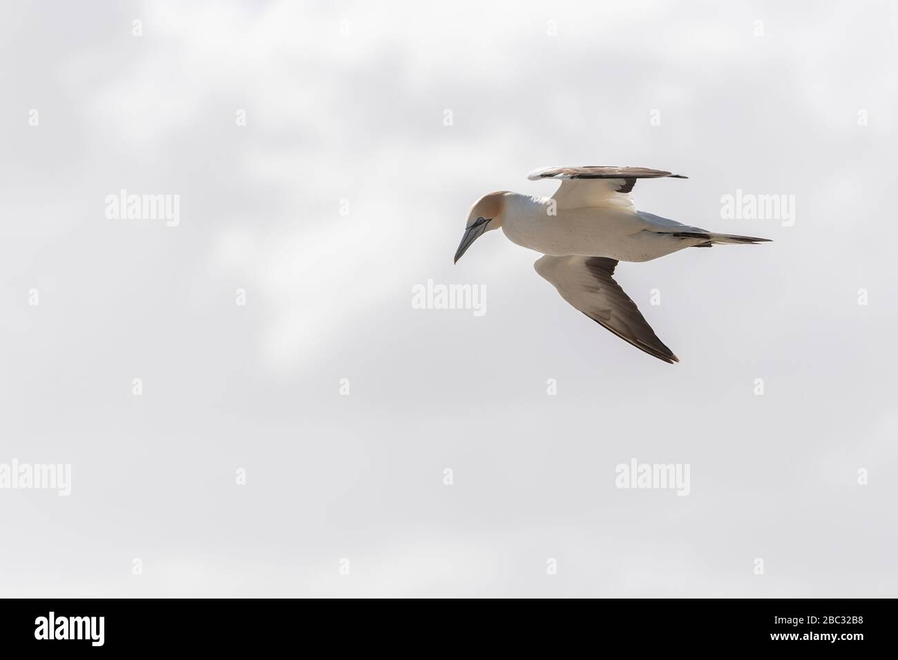 Australasian gannet in flight against white sky, ready to dive for fish, New Zealand Stock Photo
