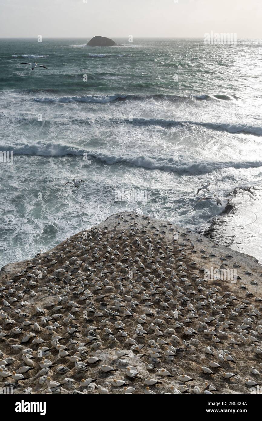 aerial landscape view at sunset sunrise looking down over the gannet colony at Muriwai beach along the North Island coastline of New Zealand Stock Photo