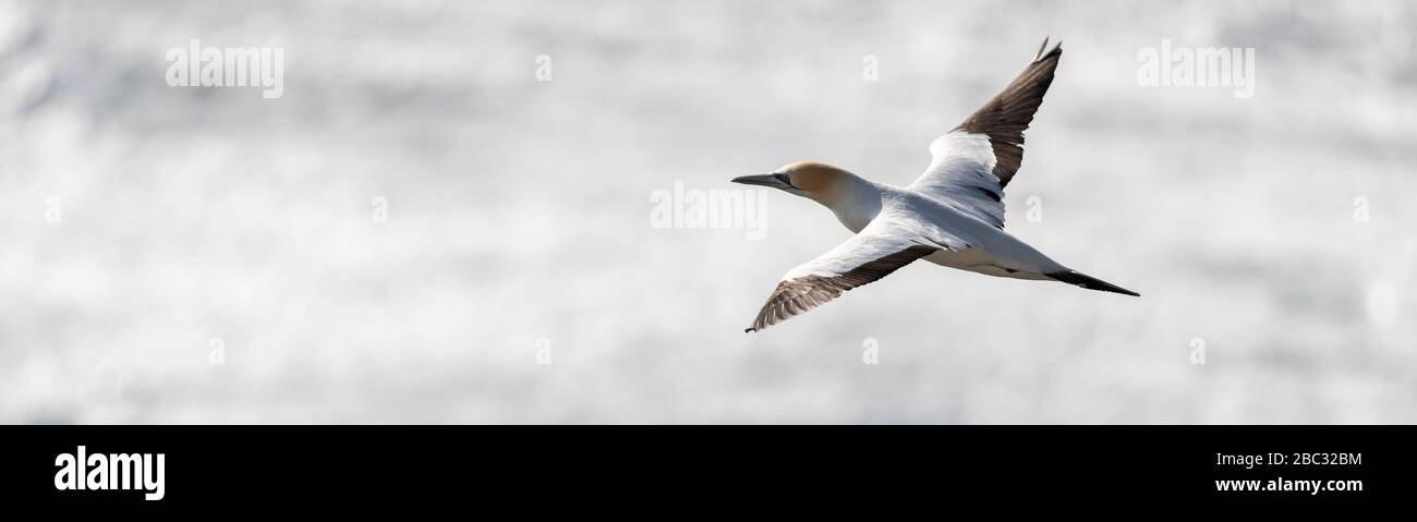 top aerial view over the plumage of an adult australasian gannet in flight contrasting against the silver paper like reflections of sunlight on the se Stock Photo