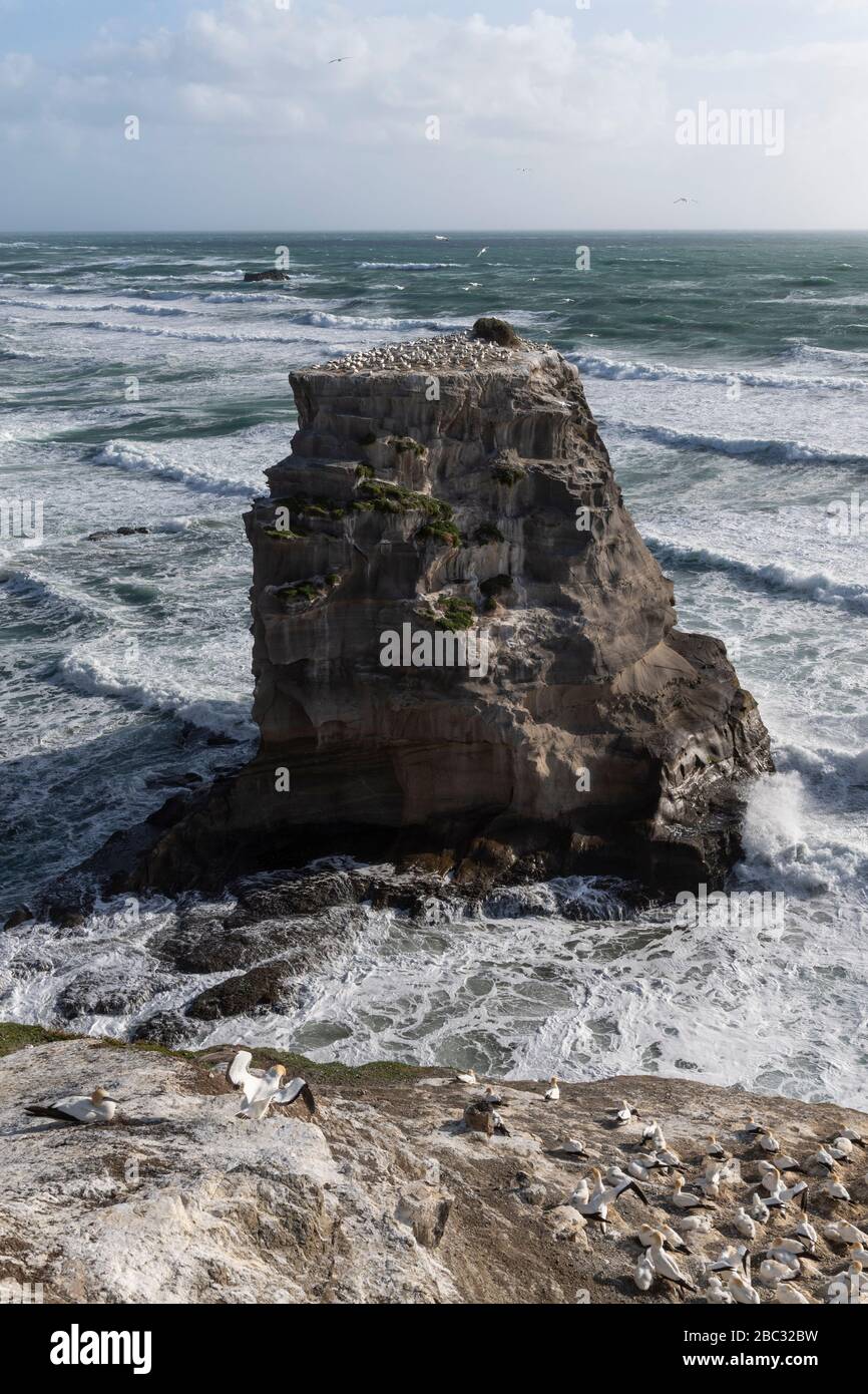 rock in the sea at the gannet colony at Muriwai beach along the North Island coastline of New Zealand Stock Photo