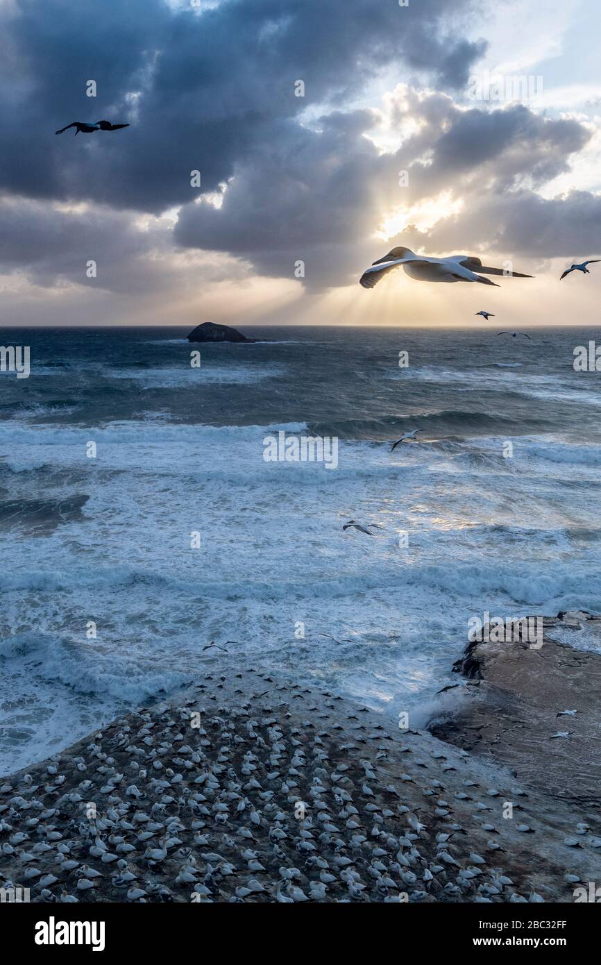 aerial landscape view at sunset sunrise wit amazing sunbeams over the sea water showing australasian gannets flying over the gannet colony at Muriwai Stock Photo