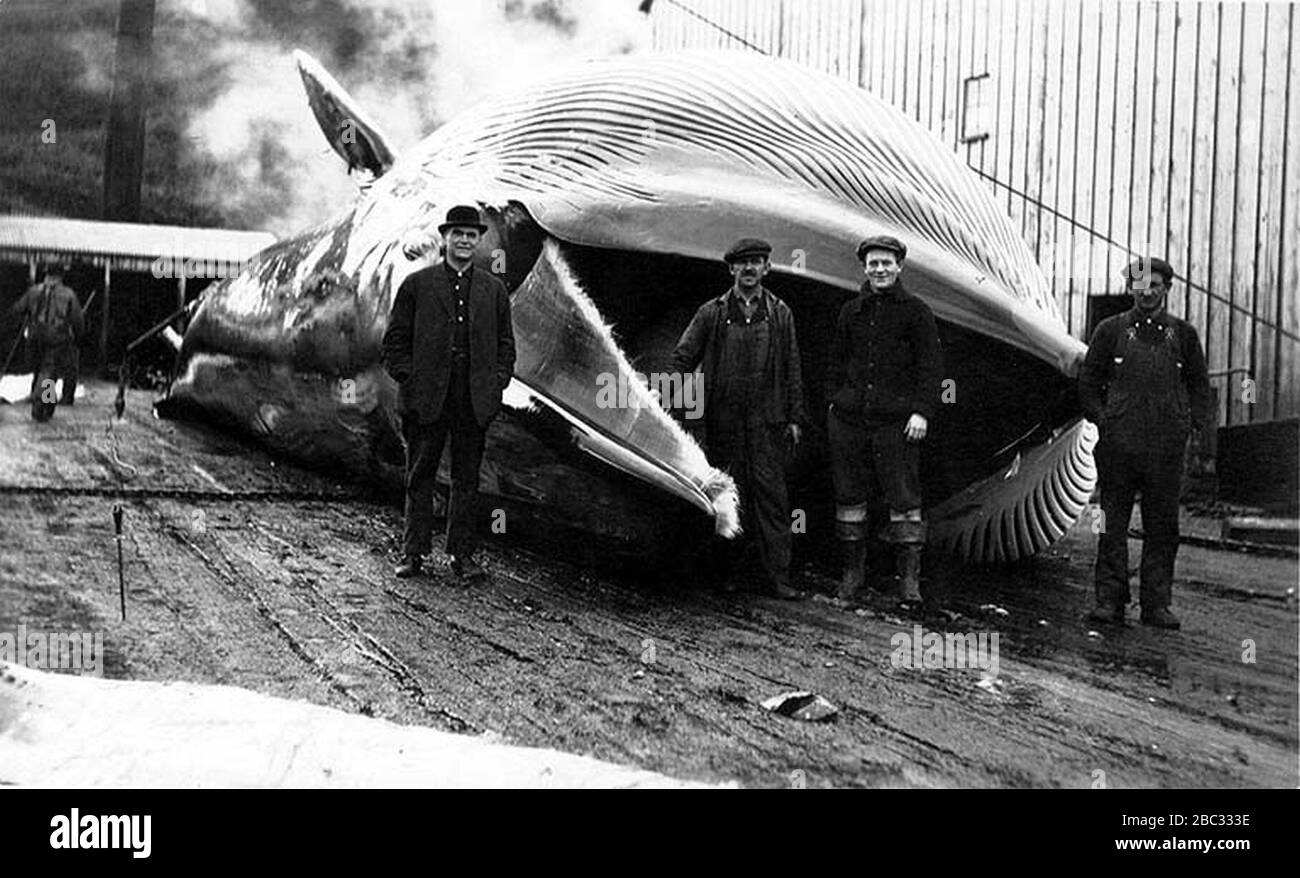 Group of men standing with dead whale American Pacific Sea Products Co Akutan Harbor Alaska 1914 (COBB 43). Stock Photo