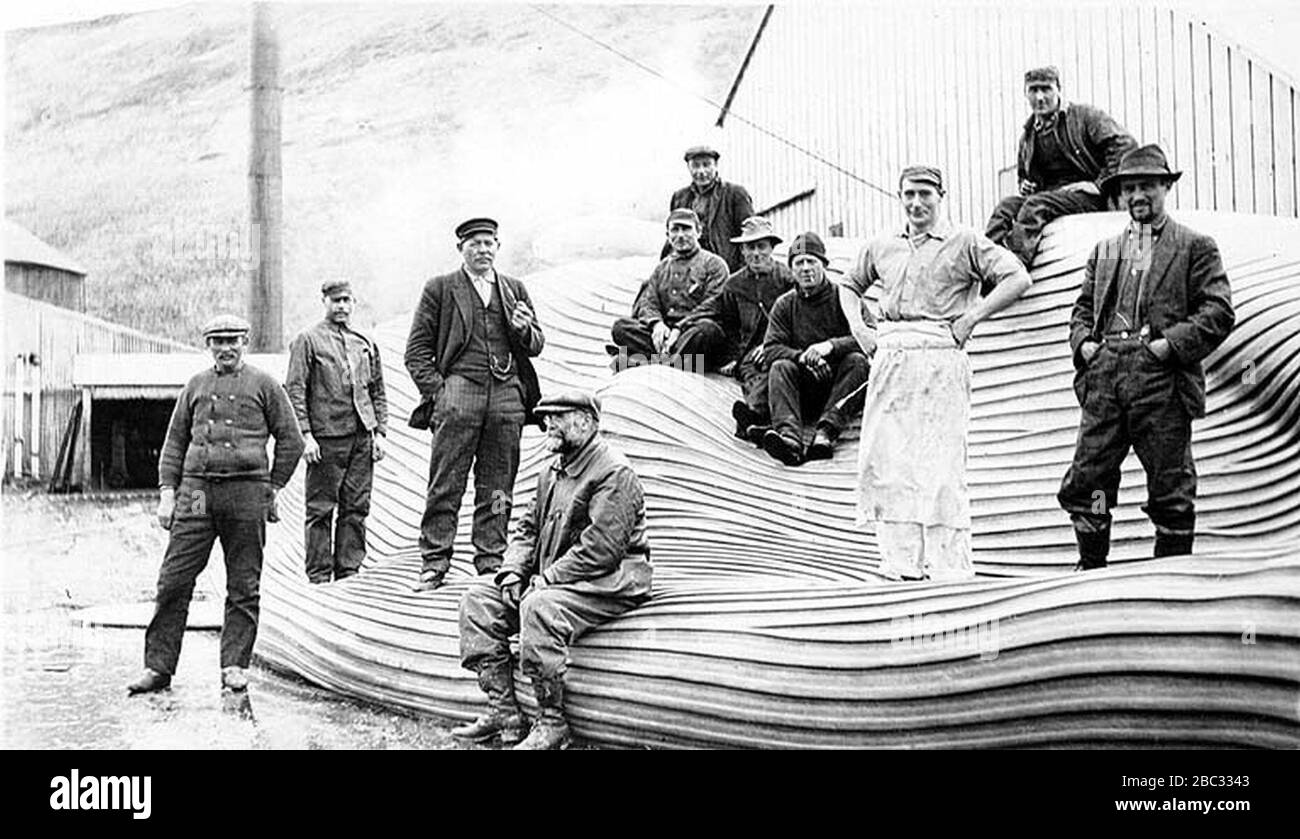 Group of men posed with dead whale at a whaling station Akutan Alaska ca 1915 (COBB 49). Stock Photo