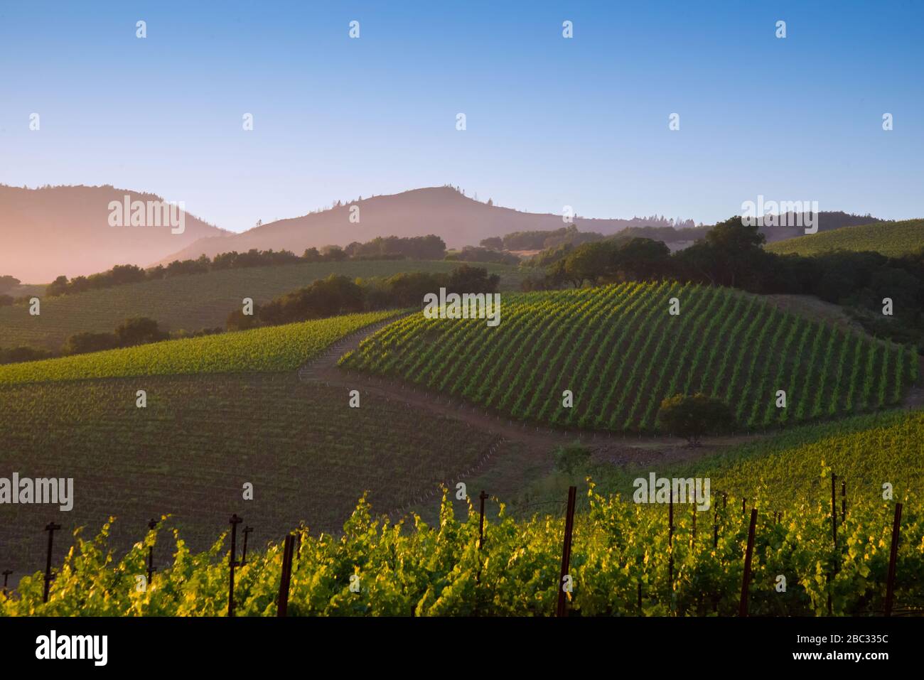 Napa Valley vineyards, sunset Stock Photo