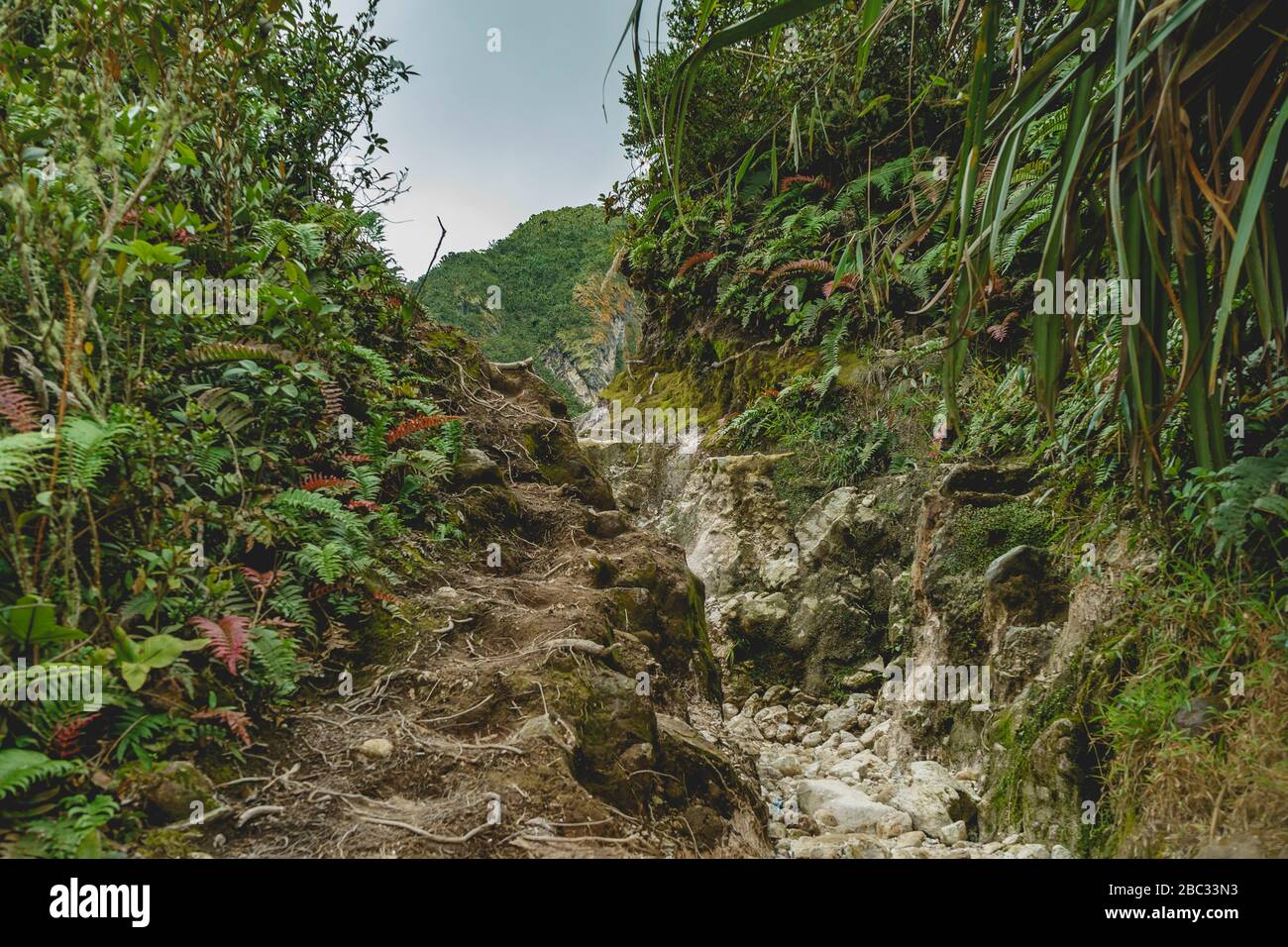 Gunung Sibayak Mountain Volcano Is One Of The Most Accesible Mountains In Whole Indonesia Still Beautiful Short Trail Thru The Muddy Rainforest Stock Photo Alamy