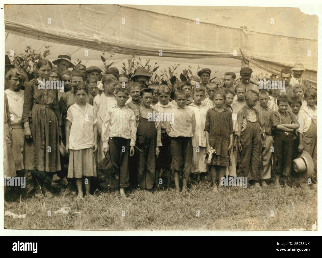 Group of tobacco pickers in Bermant plantation, 3 were 10 yrs, 3 were 11 yrs, 13 were 12 yrs, 12 were 13 yrs, 2-14 yrs old. The owner said, 'They all get $1.25 a day.' Stock Photo