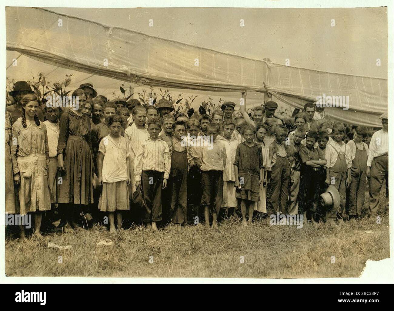 Group of tobacco pickers in Bermant plantation, 3 were 10 yrs., 3 were 11 yrs., 13 were 12, 12 were 13 yrs., 2 - 14 yrs. old. The owner said, 'They all get $1.25 a day.' Stock Photo