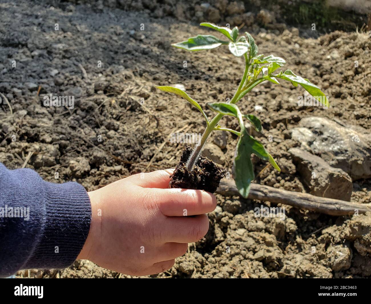 Kid girl hands planting tiny tomato plant in rough garden ground,green education Stock Photo