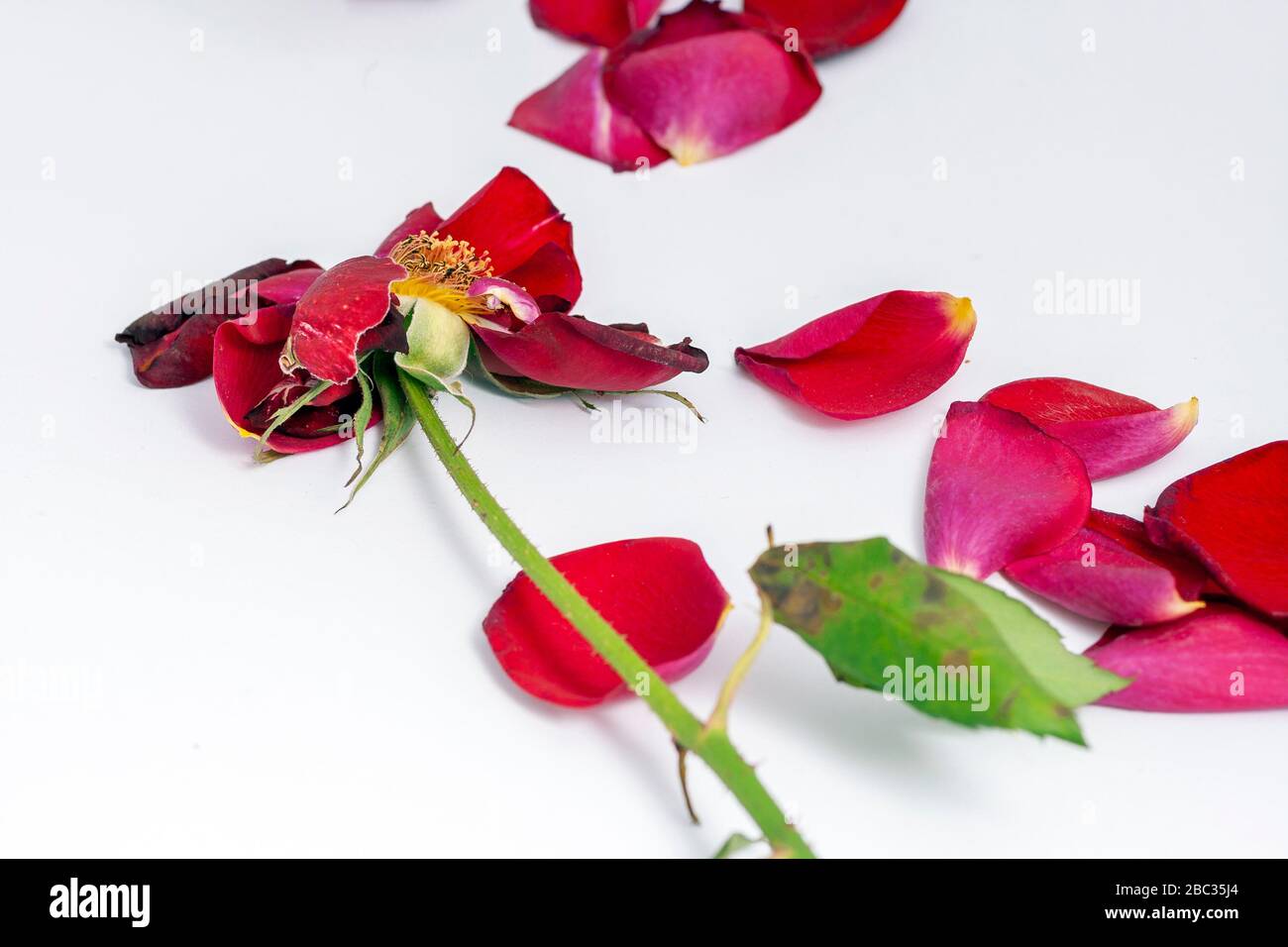 Dead Rose Petals High Resolution Stock Photography and Images Alamy